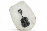 Spiny Walliserops Trilobite - Msissi, Morocco #179527-2